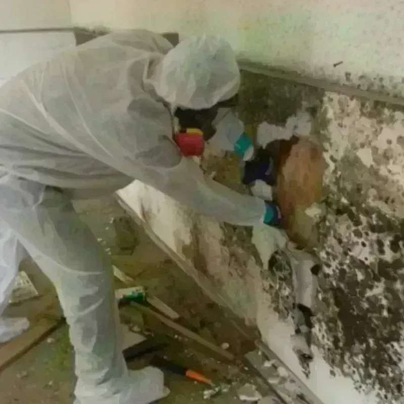 Mold Remediation and Removal in Richwood, WV